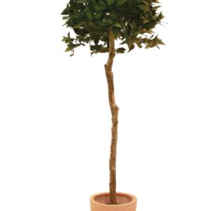 EUROPALMS Lorbeerkugelbaum, Kunstpflanze, 180cm